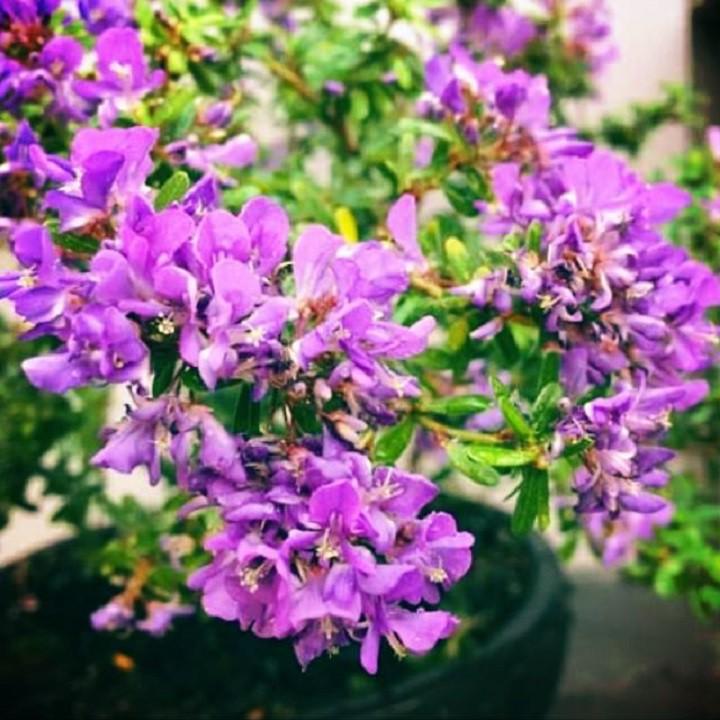 LINH SAM SIÊU BÔNG