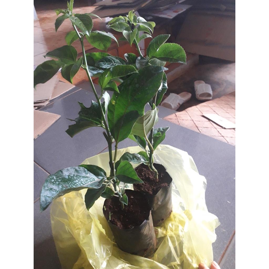 Combo 3 CÂY Chanh Leo tím