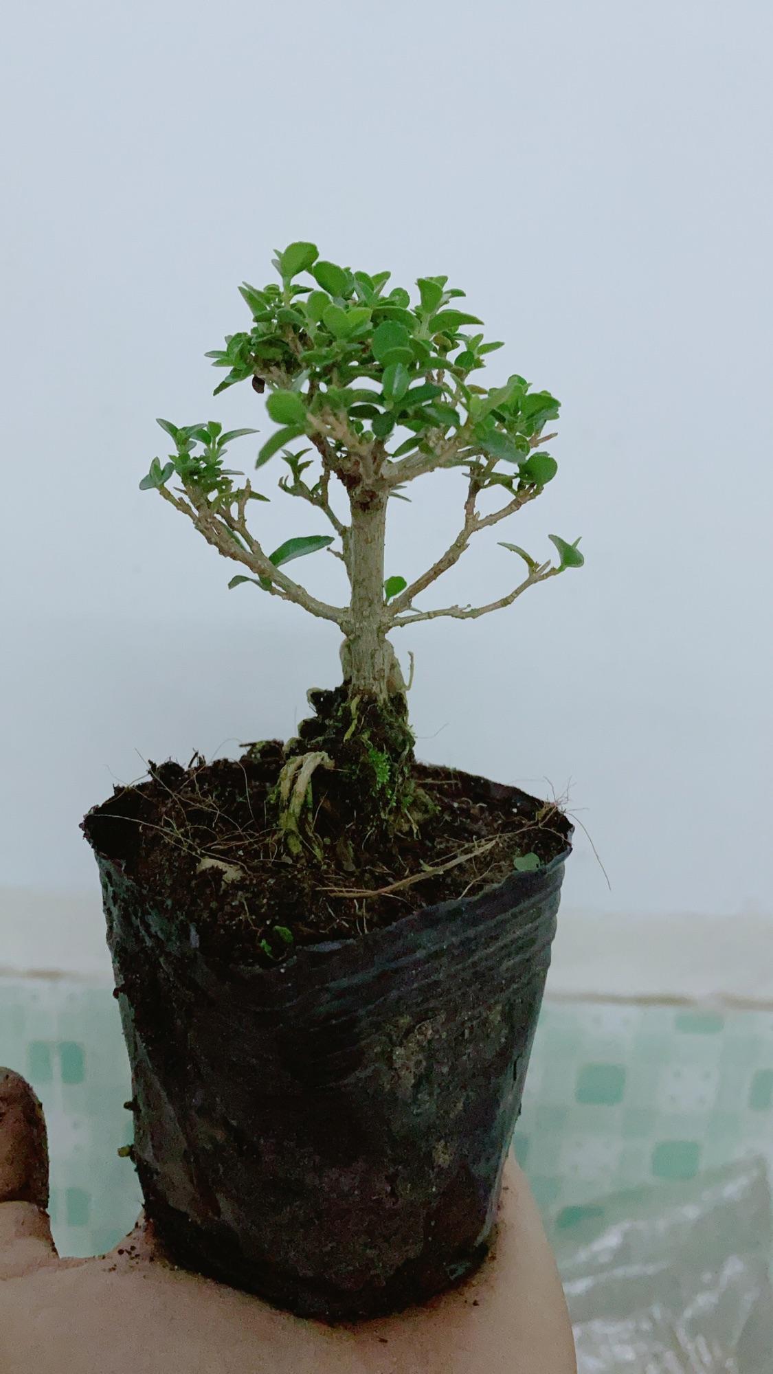 Cây Sam Hương Bonsai Mini