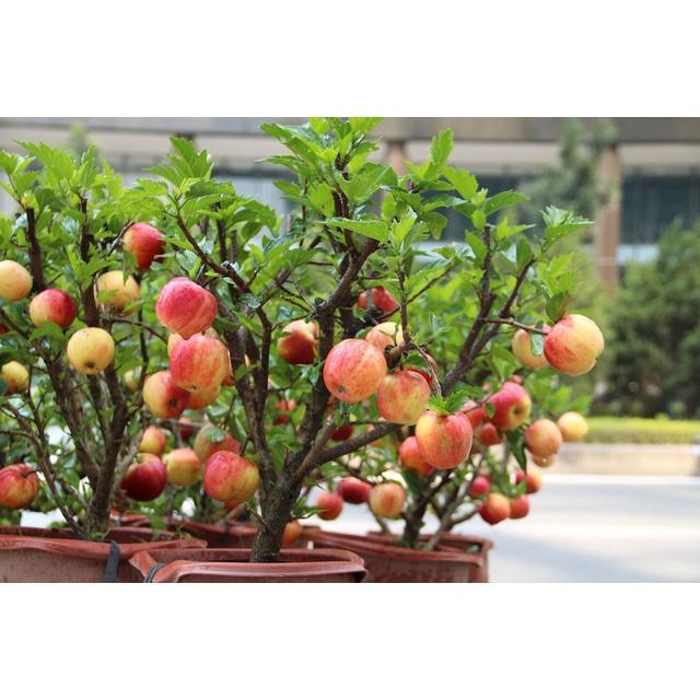 Hạt giống cây táo lùn đỏ KNS3482 - Gói 10 hạt