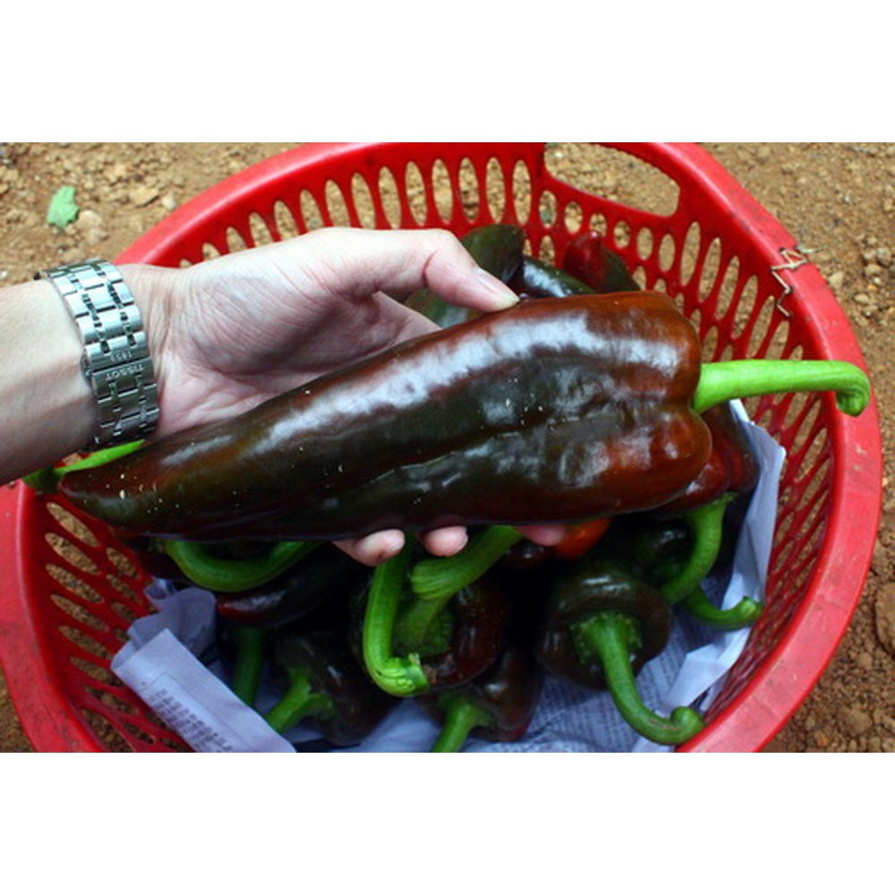 Bộ 1 gói Hạt giống ớt sứng bò