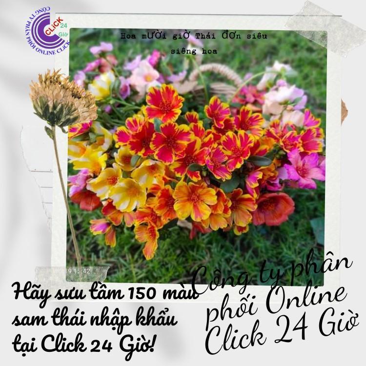 200g Cành Giống Hoa Sam Chuẩn SAM THÁI Nhập Khẩu Hoa To Màu Số 2 Hoa Siêu Đẹp Hoa Mười Giờ Bonsai & Phụ Kiện