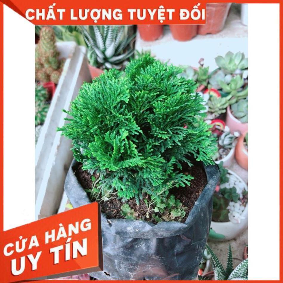 Cây Tùng Trắc Hay Trắc Tùng