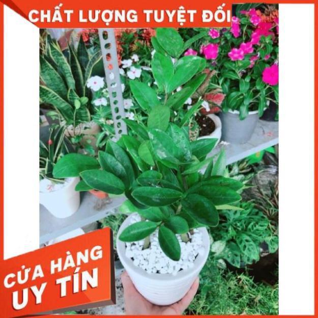Chậu kim phát tài hay kim tiền