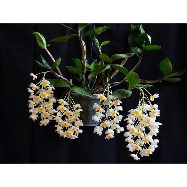 SÁT KHUẨN PHYSAN 20SL - trừ vi khuẩn, Cháy bìa lá, đạo ôn, thối hạt vi khuẩn