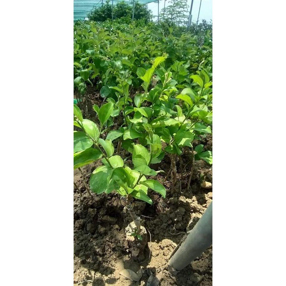 Sản phẩm TÁO ĐÀI LOAN