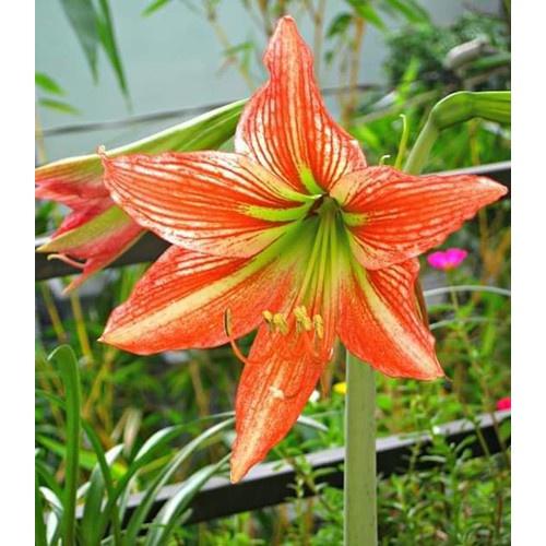 Củ hoa huệ tây 'cam thơ" đà lạt- củ size baby