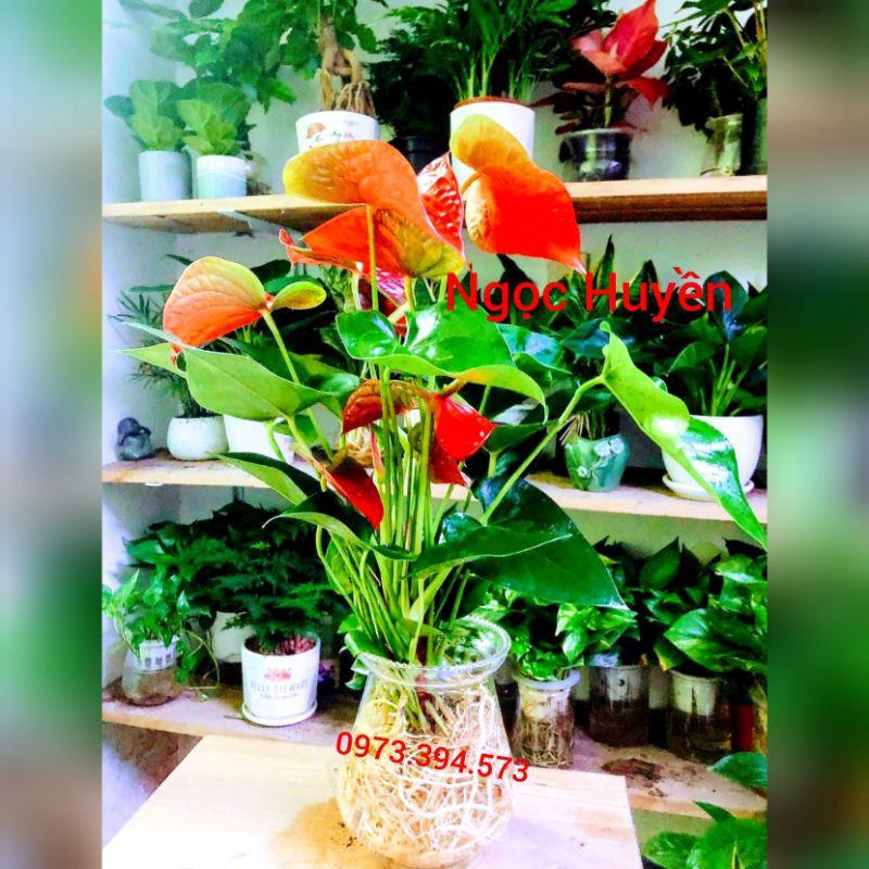 Cây đẹp, Cây Hồng Môn Thủy Sinh