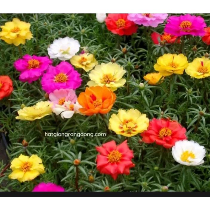 Hạt giống hoa 10 giờ nhiều màu 0.03gram