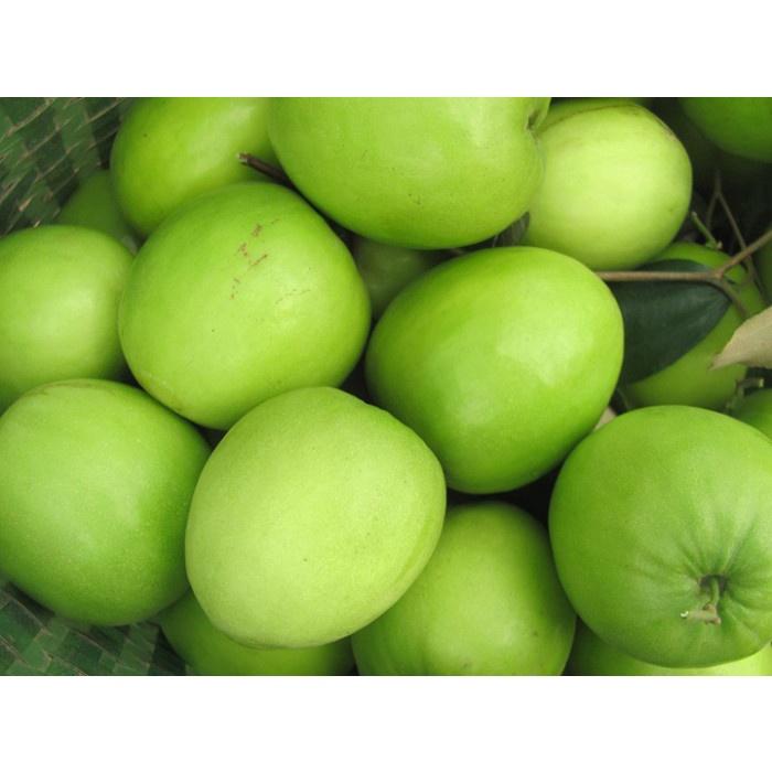 Cây táo Ngọt D28 giống mới Trái to, Ngọt năng suất cao