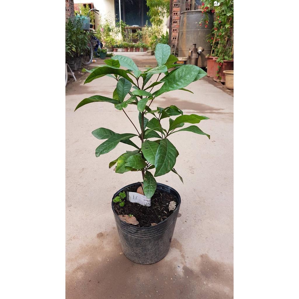 CÂY GIỐNG CÂY THẦN KỲ, CAM KẾT CHẤT LƯỢNG