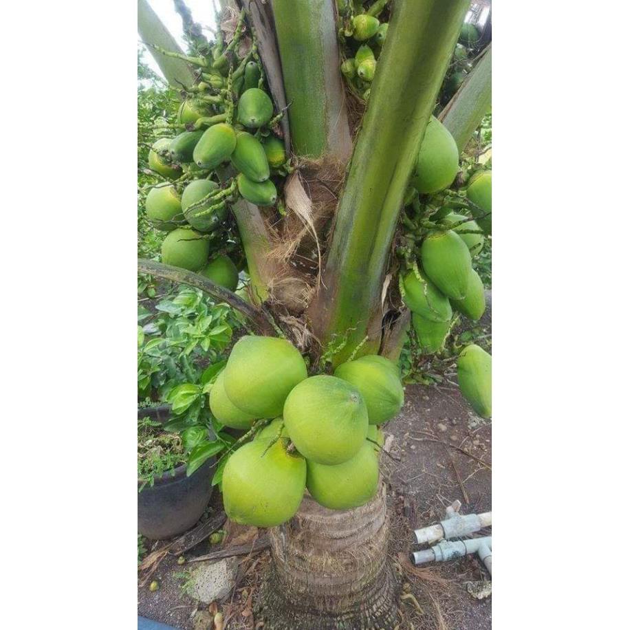 Giống dừa xiêm lùn siêu trái