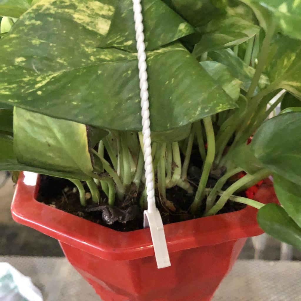 Cây trầu bà đốm rủ chậu treo, đường kính 20cm ngọn rủ bắt mắt lá to đẹp thích hợp trang trí ban côn
