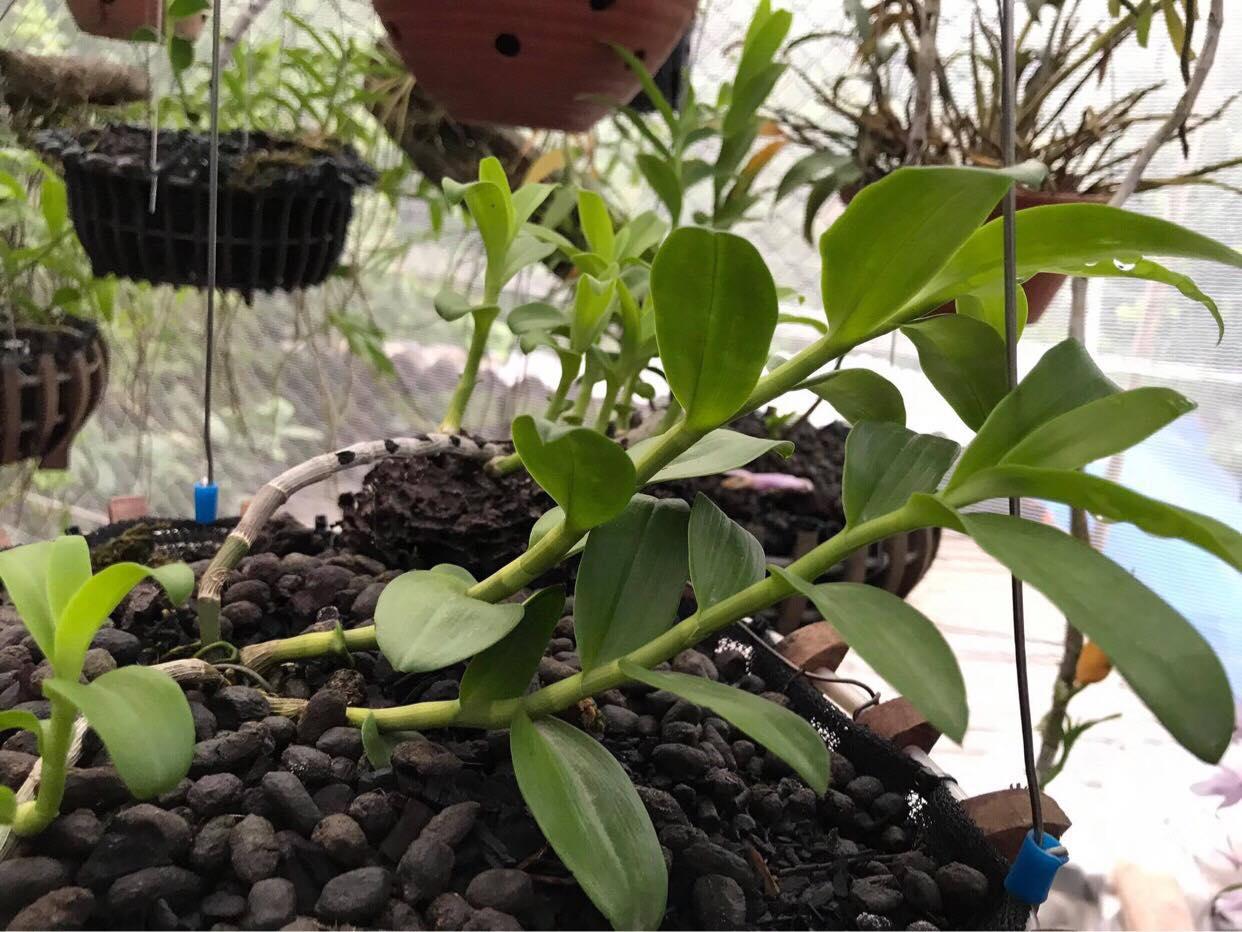 Phi điệp đột biến HỒNG BÍCH QUYẾT chuẩn giống cam kết chất lượng