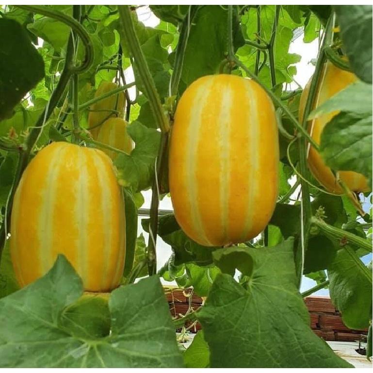 Combo 5 gói hạt giống dưa các loại dễ trồng-gói 10 hạt - tặng 1 phân bón lót