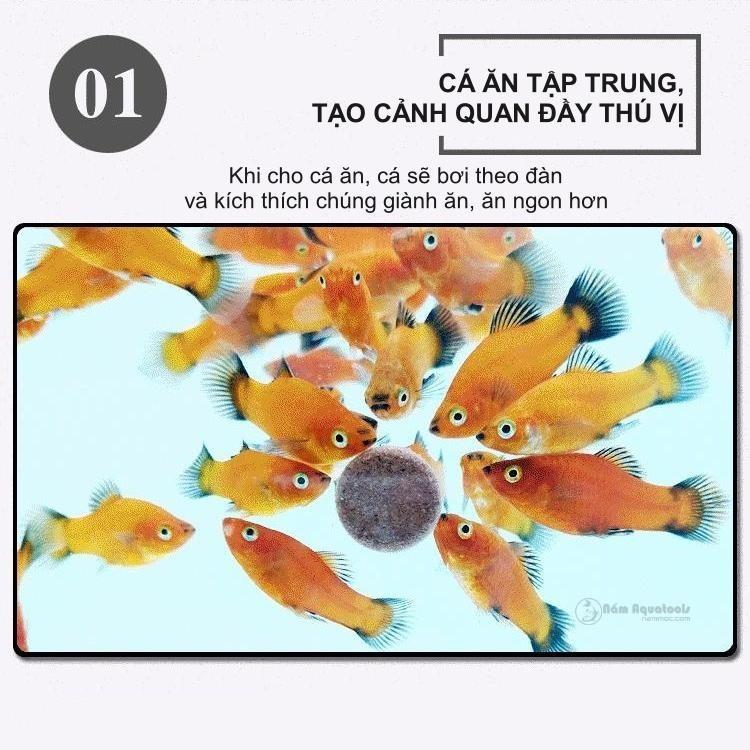 Viên Thức Ăn Dán Dành Cho Cá Cảnh