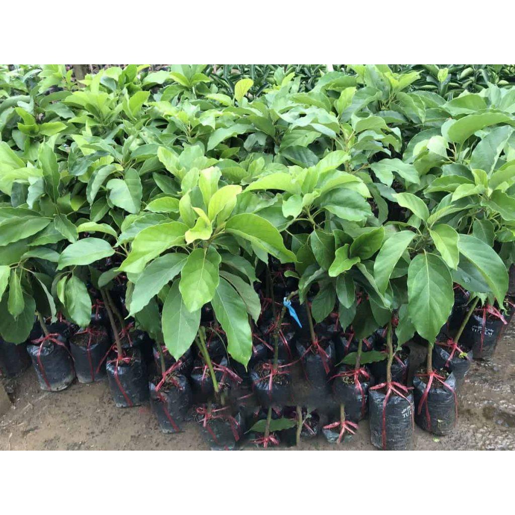 Cây giống Bơ 034 .