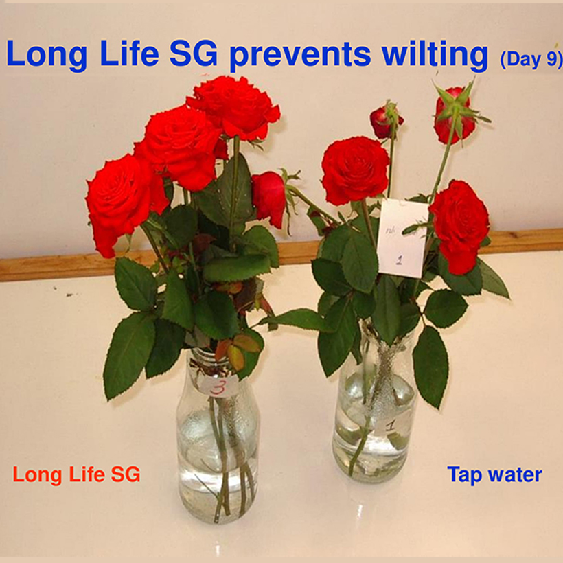 Bột Dưỡng Hoa Hồng Lâu Tàn giúp hoa luôn tươi mới, cánh hoa hồng cứng cáp gấp 2 lần và trong 14 ngày không thối nước hay cắt tỉa gốc hoa