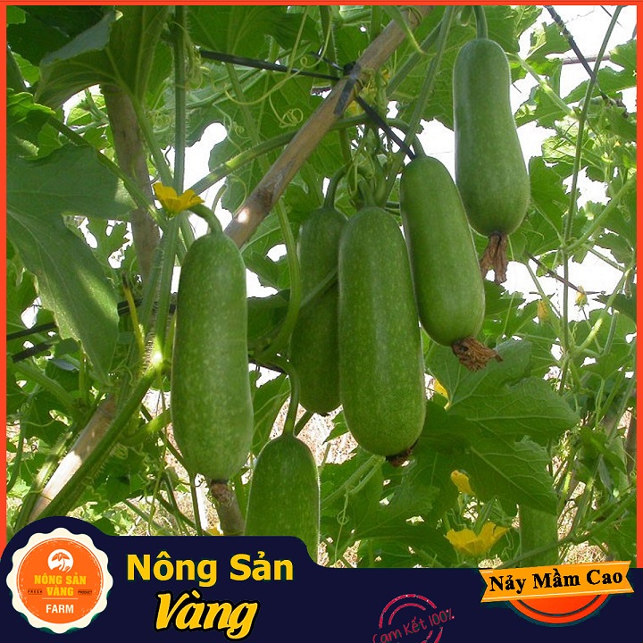Hạt giống Bí Đao Chanh - Nông Sản Vàng