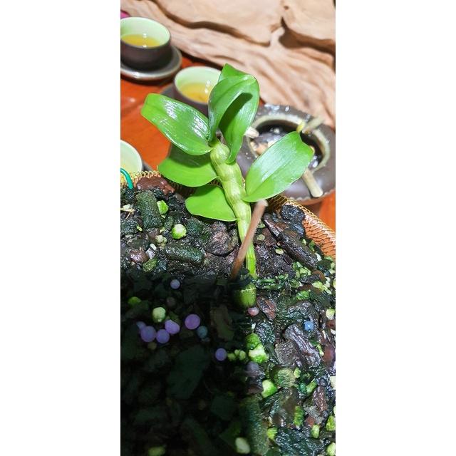 Phi điệp tím + Tặng kèm phân túi phân trùn quế