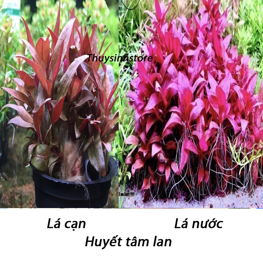 cây thuỷ sinh huyết tâm lan - 13 ngọn