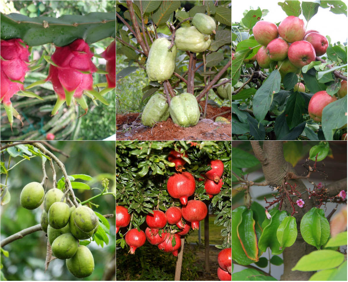 Phân bón hữu cơ sinh học Dịch trùn quế thủy phân - Phân trùn quế BIO 01 kích thích ra rễ và tốt lá
