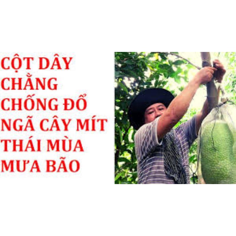 Dây cột, chằng chống đổ ngã cho cây mít thái, sầu riêng, cao su