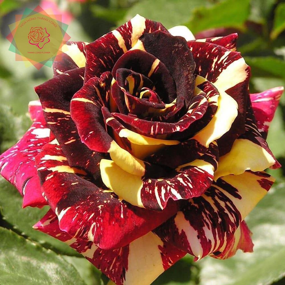 Cây hoa hồng ngoại Abracadabra phù thủy kẻ sọc đỉnh của chop - Hoa hồng Thăng Long Flower