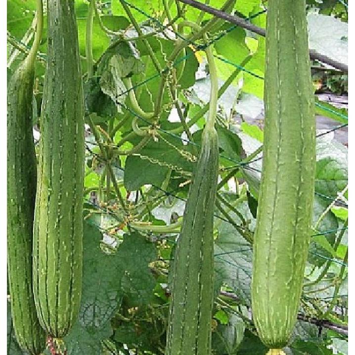 Hạt giống mướp hương Thái Lan-gói 10 hạt/tặng kèm gói phân bón lót