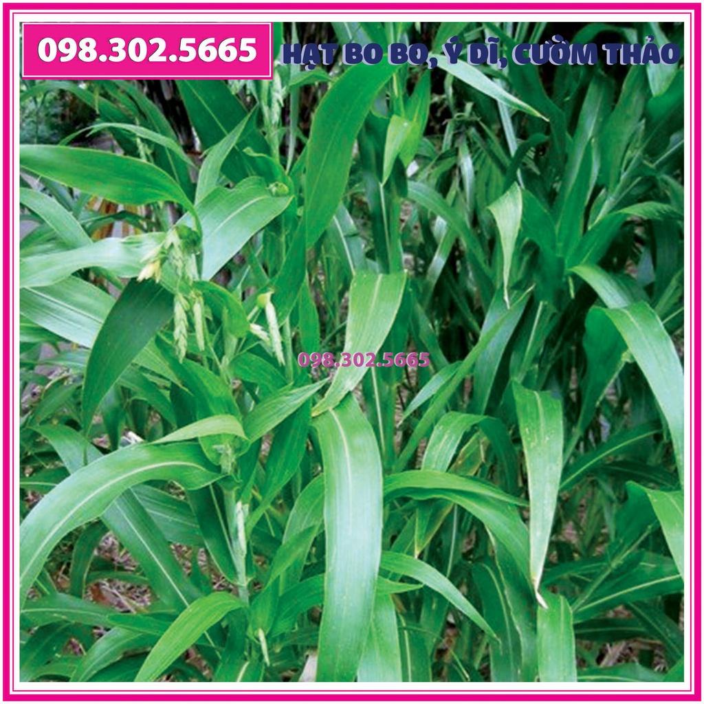 Gói 300g Hạt Cây Bo bo Cây Ý Dĩ Cườm Thảo - dùng cho chăn nuôi gia súc, gia cầm, thiên cầm