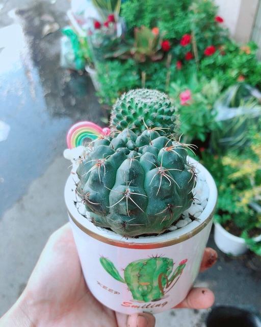 Chậu Xương Rồng Tiểu Cảnh Mini