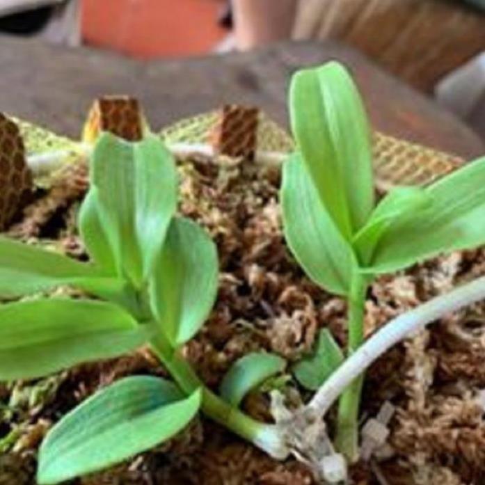 Hoa lan phi điệp tím bắc cạn