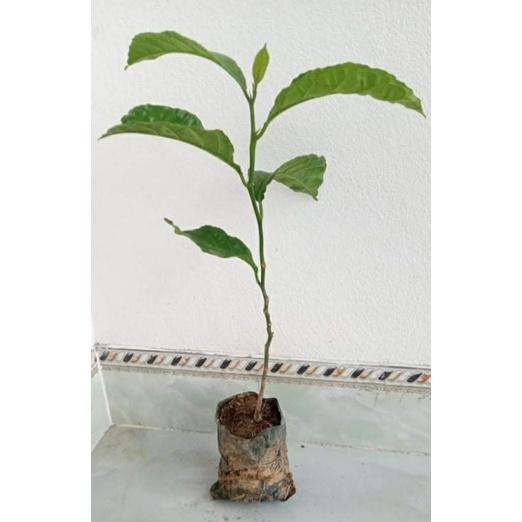 CÂY CHAY GIỐNG , cây đẹp, cam kết chất lượng