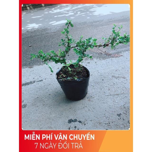 Linh Sam Núi Bonsai