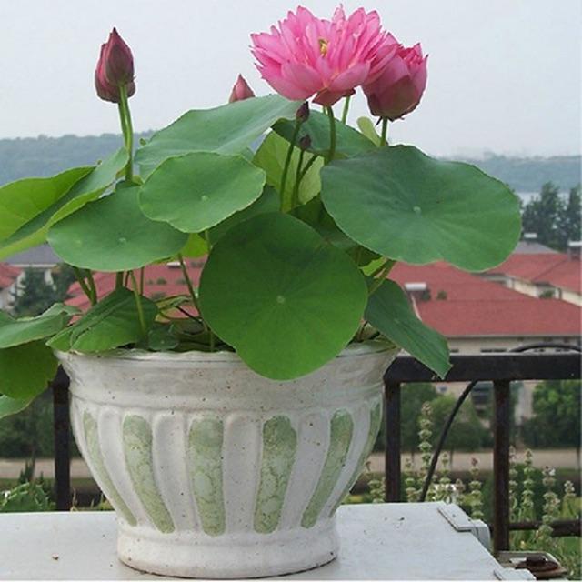 Hạt giống sen mini nhật gói 5 hạt