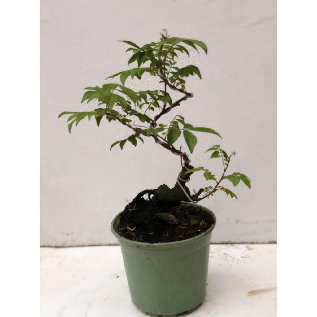 Cây khế bonsai cao 35-40cm
