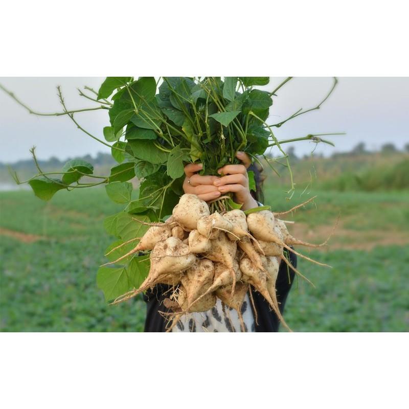 Hạt giống CỦ ĐẬU MÁT, củ sắn 40 hạt