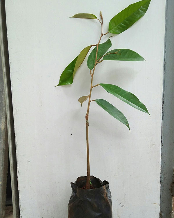 Cây Giống Sầu Riêng Ruột Đỏ