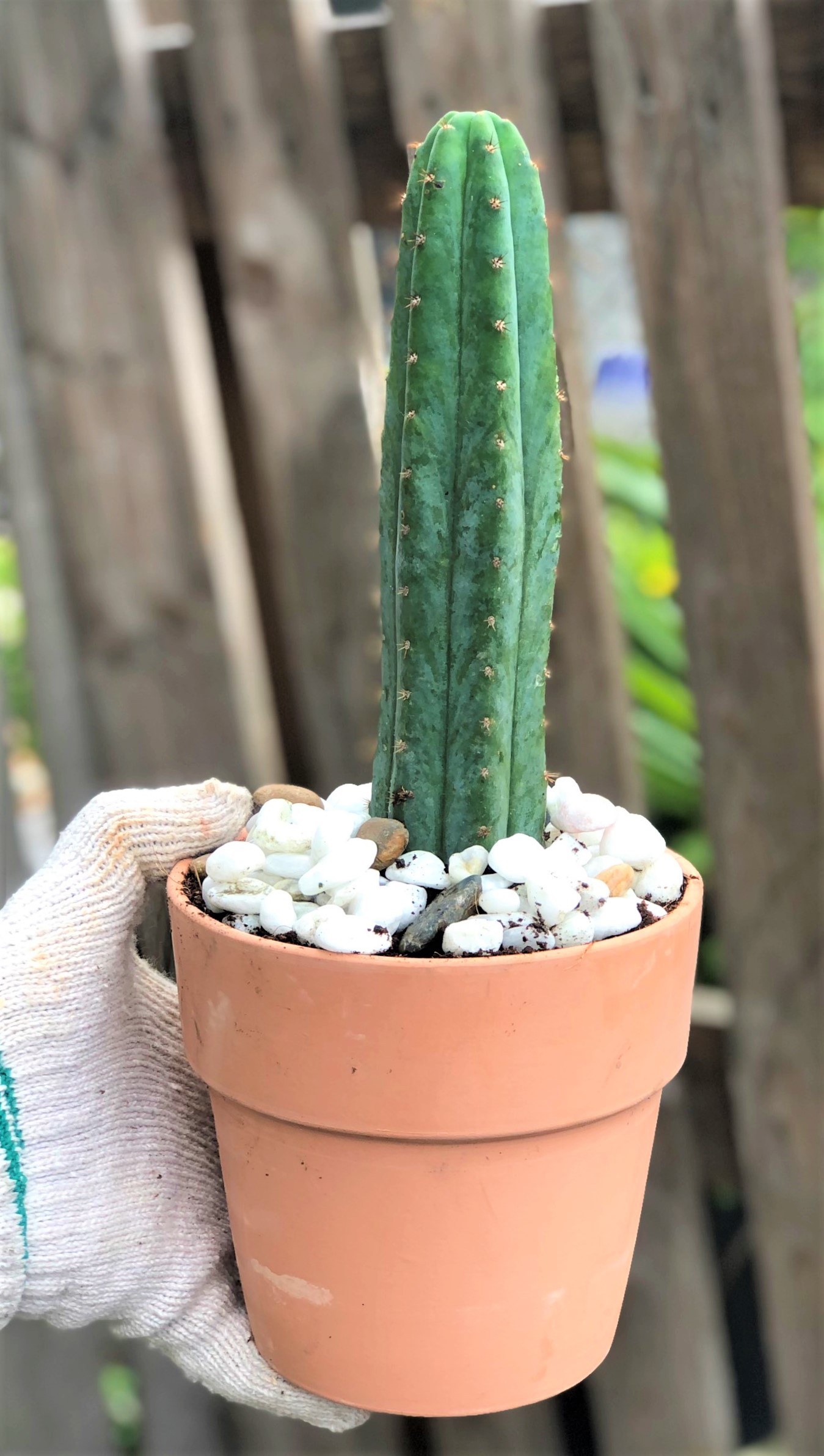 Bộ 10 chậu đất nung trồng xương rồng sen đá Rộng 14 cm x Cao 13 cm