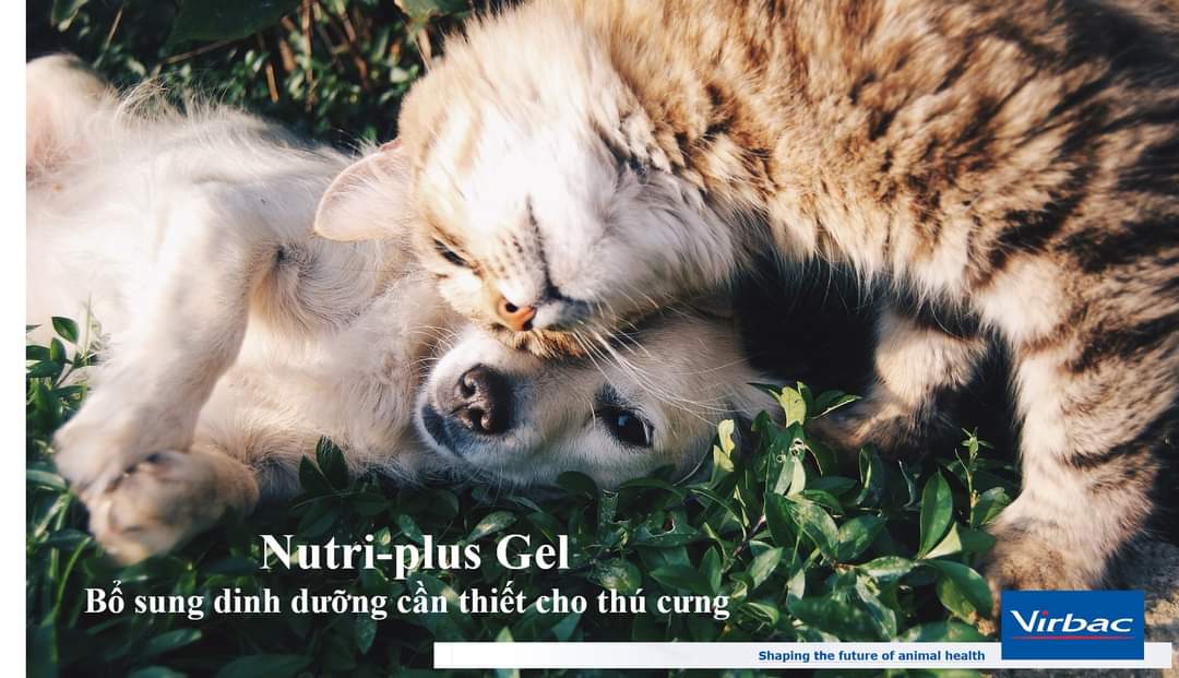 Combo 10 hộp dinh dưỡng cao cấp cho chó mèo yếu và còi cọc Nutri plus Gel