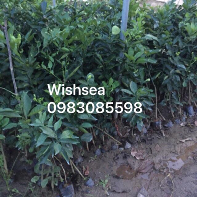 Cây cam cara ruột đỏ