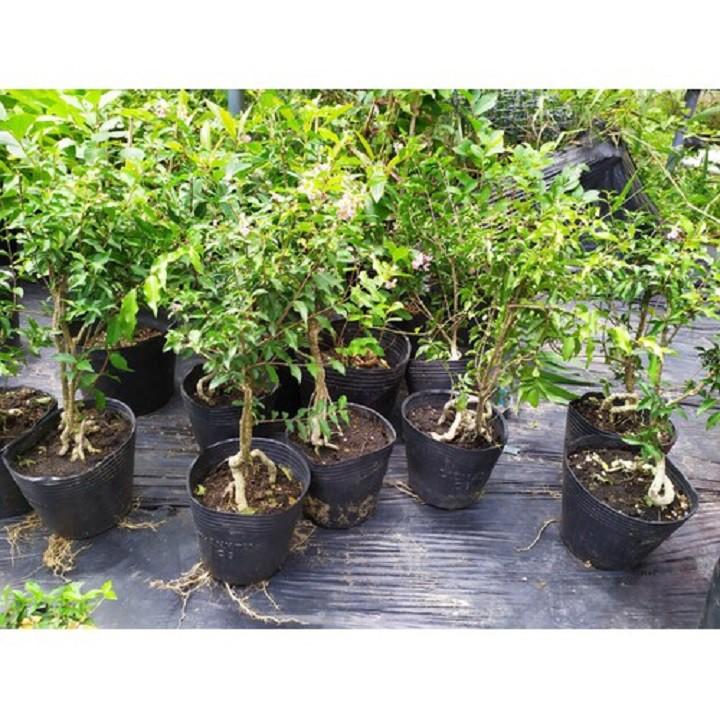 COMBO 3 BẦU CÂY GIỐNG Hồng ngọc mai bonsai , cây giống gửi đi nguyên bầu