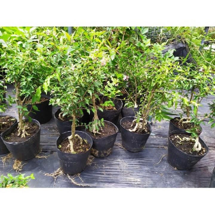 CÂY HỒNG NGỌC MAI CÂY LỚN