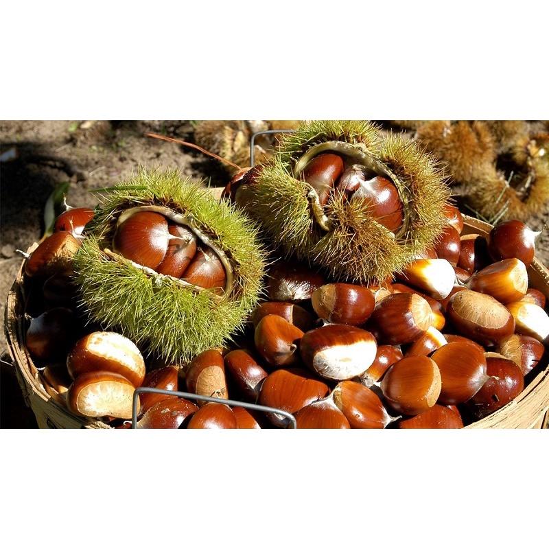 Cây giống hạt dẻ đen ăn hạt