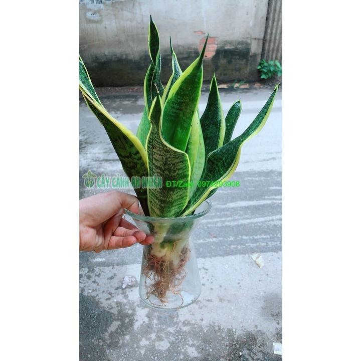 Chậu Lưỡi Hổ Thuỷ Sinh