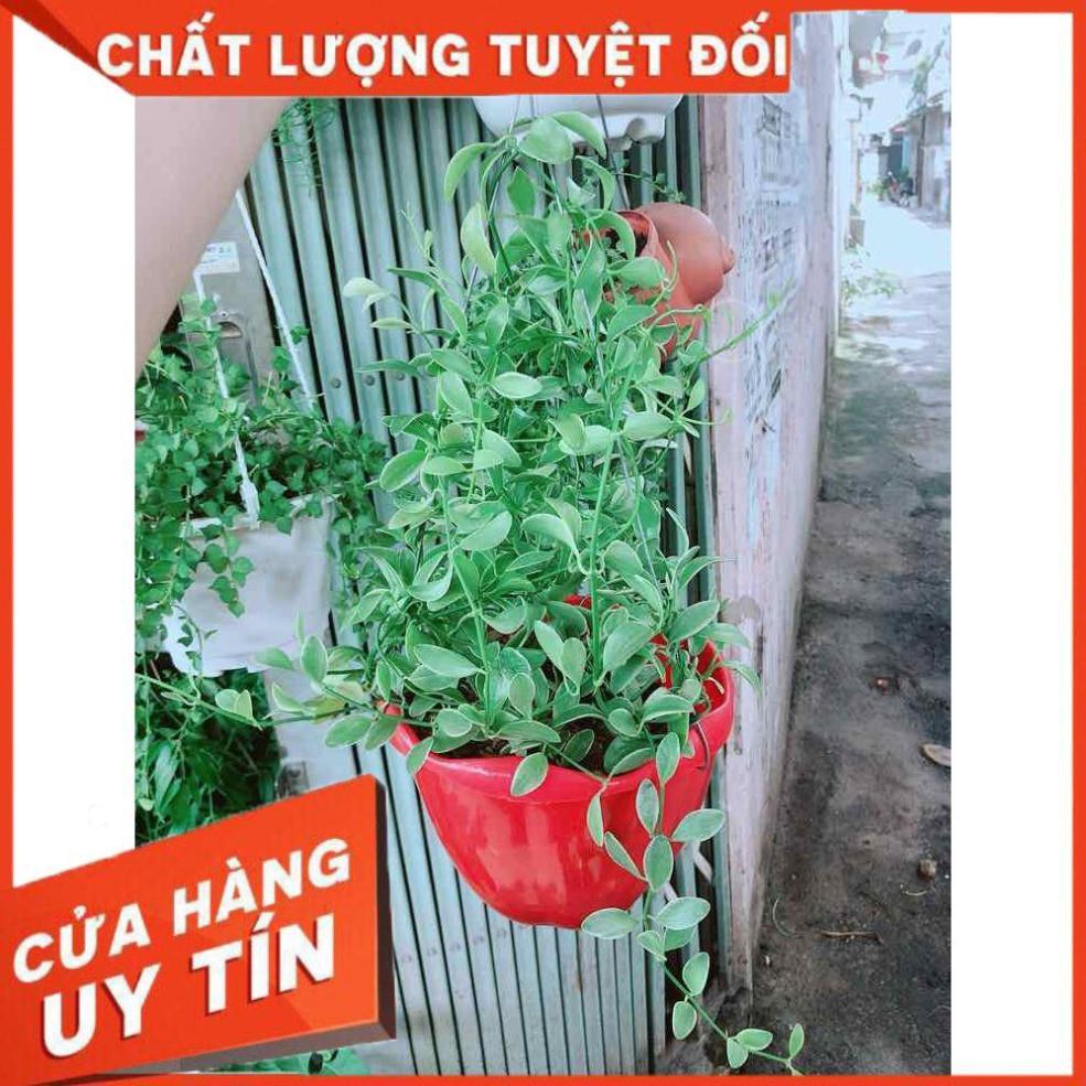 Chậu Cây Hạt Dưa Nhiều Người Mua