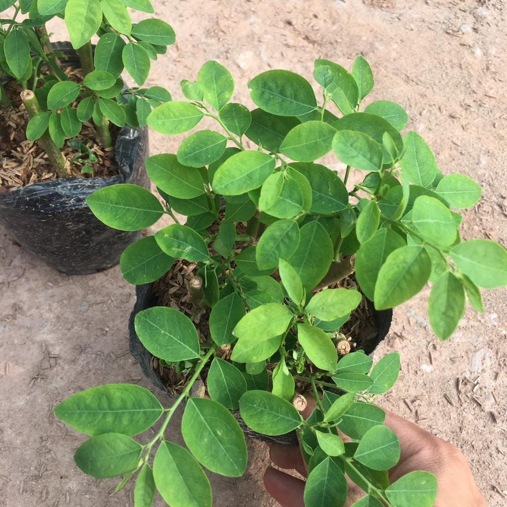 Cây Rau Ngót Sạch Trồng Sẵn Bầu Ổn Định,Nhiều Nhánh