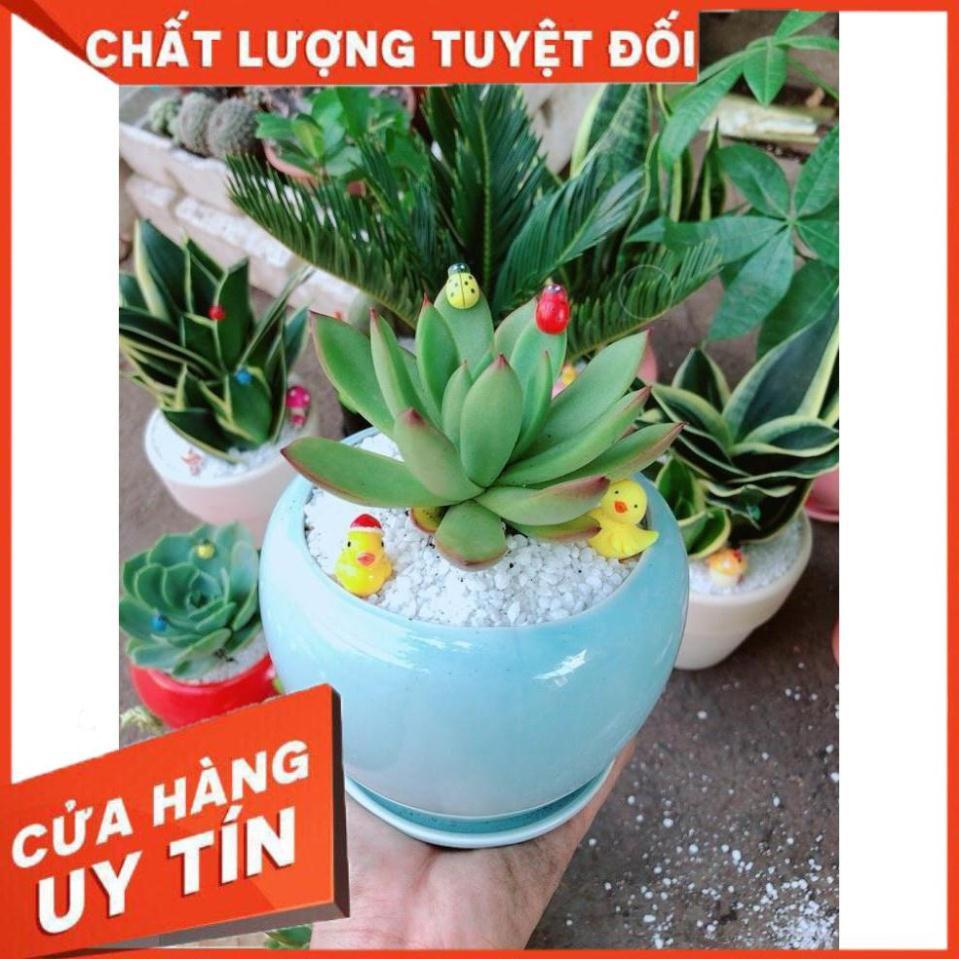 Chậu cây sen đá viền đỏ Nhiều Người Mua