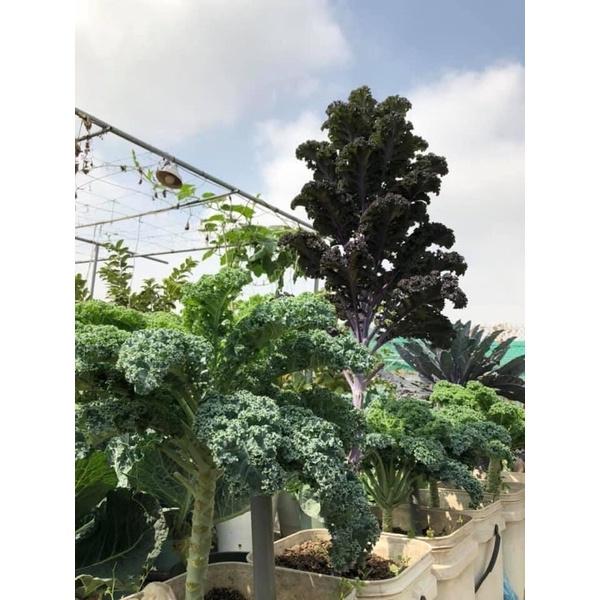 HẠT GIỐNG CẢI XANH KALE