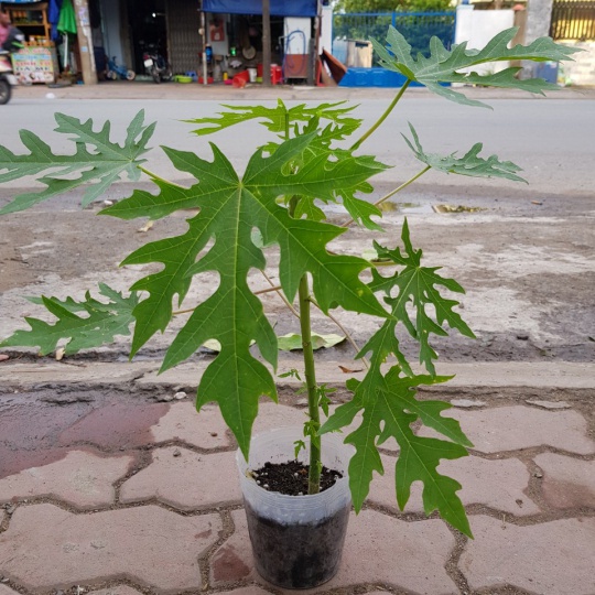 Cây Giống Đu Đủ Đực cấy mô